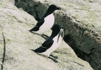 Croisière aux petits pingouins